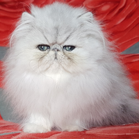 Gatto persiano cucciolo