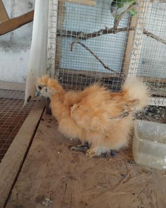 Galline morositàs