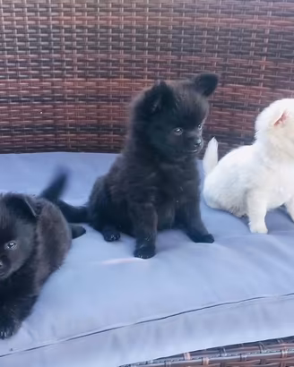 Cuccioli chihuahua