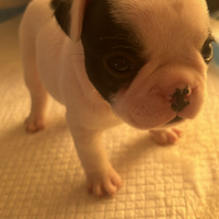 Cuccioli bouldogue francese maschio