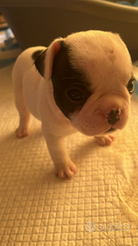 Cuccioli bouldogue francese maschio