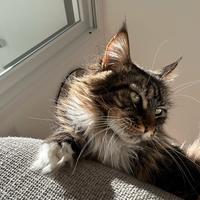 Gatto mainecoon femmina