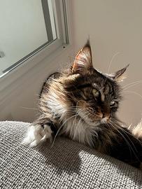 Gatto mainecoon femmina