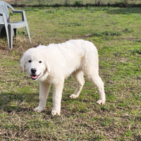 Cuccioli 5 mesi in adozione dal canile