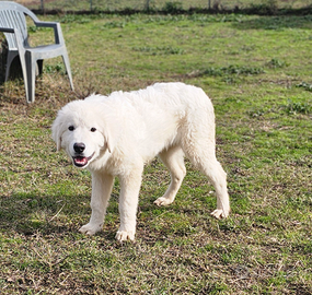 Cuccioli 5 mesi in adozione dal canile