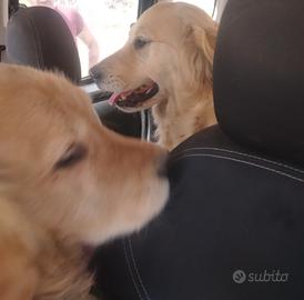 Golden retriever americano