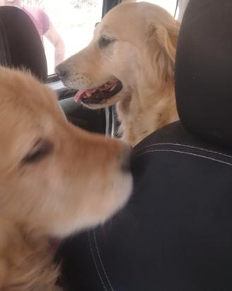 Golden retriever americano