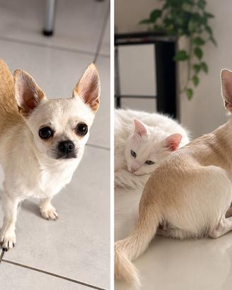 Chihuahua maschio