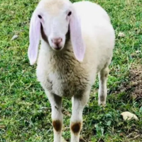 Agnello bergamasco