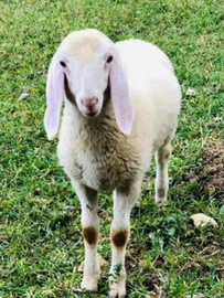 Agnello bergamasco