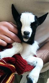 Capre tibetane