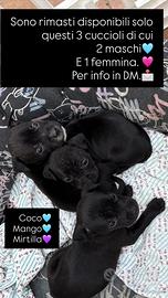 Coco, mango, mirtilla