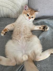 Gattino British Shorthair N12