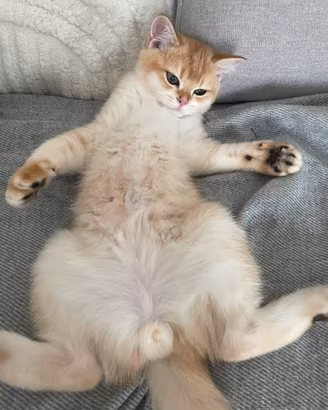 Gattino British Shorthair N12