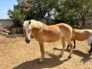 Haflinger da salto