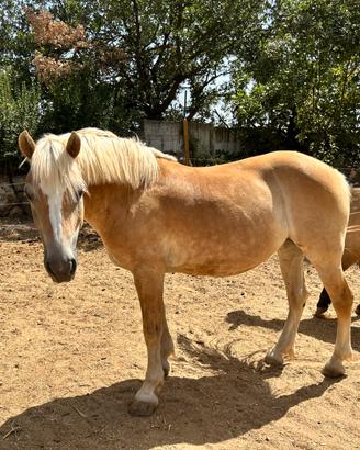 Haflinger da salto