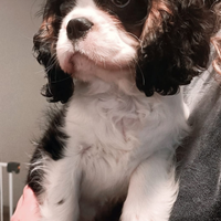 Cucciolo tricolor di Cavalier King con pedigree