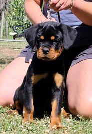 Rottweiler cuccioli con pedigree