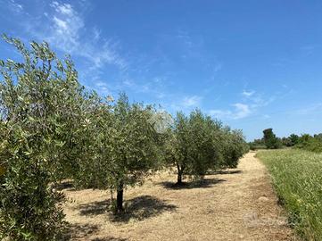 TER. AGRICOLO A ALBANO LAZIALE
