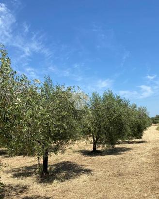 TER. AGRICOLO A ALBANO LAZIALE