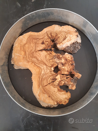 Radica di ulivo inserito nello stampo per orologi