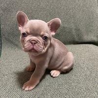 Francese blu new Shade esotico cucciolo cucciola