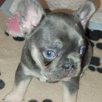 Cuccioli bulldog francesi blu M e F