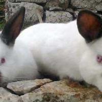 Conigli californiani