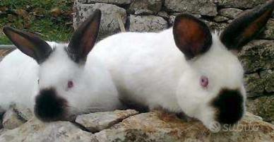 Conigli californiani