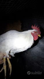Galli di sei mesi allevati a terra