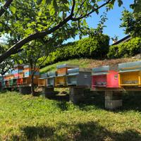 Nuclei api o alveari completi