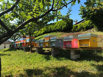 Nuclei api o alveari completi