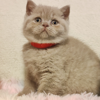 Femmina Scottish straight Pedigree