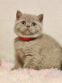 Femmina Scottish straight Pedigree