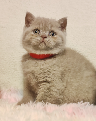 Femmina Scottish straight Pedigree