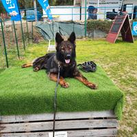 Pastore tedesco grigio per monte