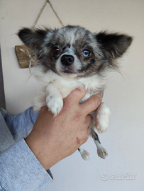 Chihuahua pelo lungo merle