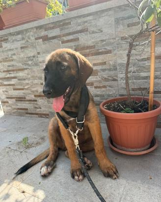 Cucciolo tre mesi taglia grande