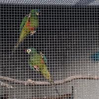 Coppia ara maracana 2024