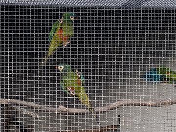 Coppia ara maracana 2024