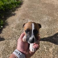 Jack Russell terrier