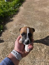 Jack Russell terrier