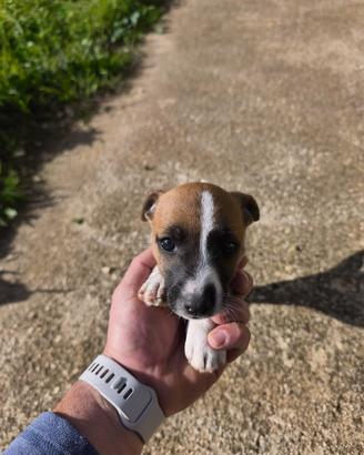 Jack Russell terrier