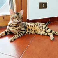 Bengala maschio con pedigree disponibile per monta