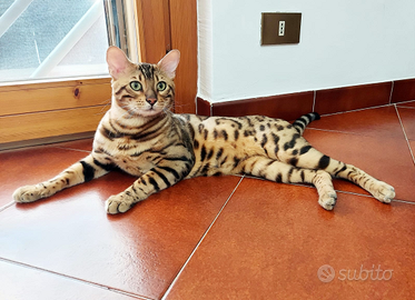 Bengala maschio con pedigree disponibile per monta