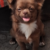 Cani maschi di piccola taglia