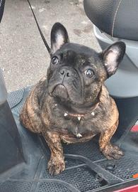 bulldog francese 