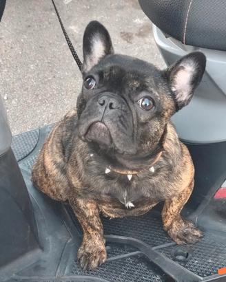 bulldog francese 