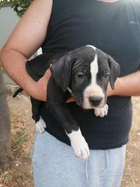 cuccioli di american pitbull 