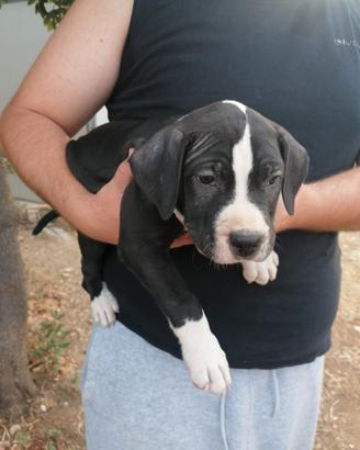 cuccioli di american pitbull 